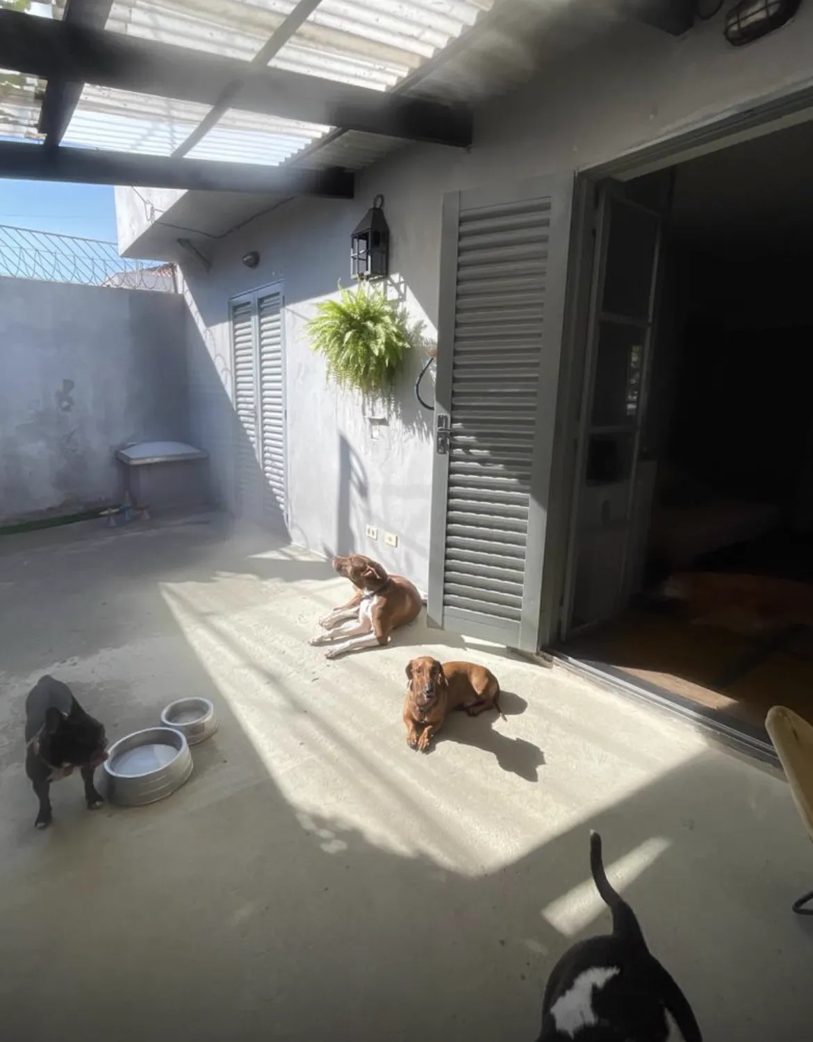 Ambiente do BullDog Hotel preparado para o conforto e a diversão dos pets