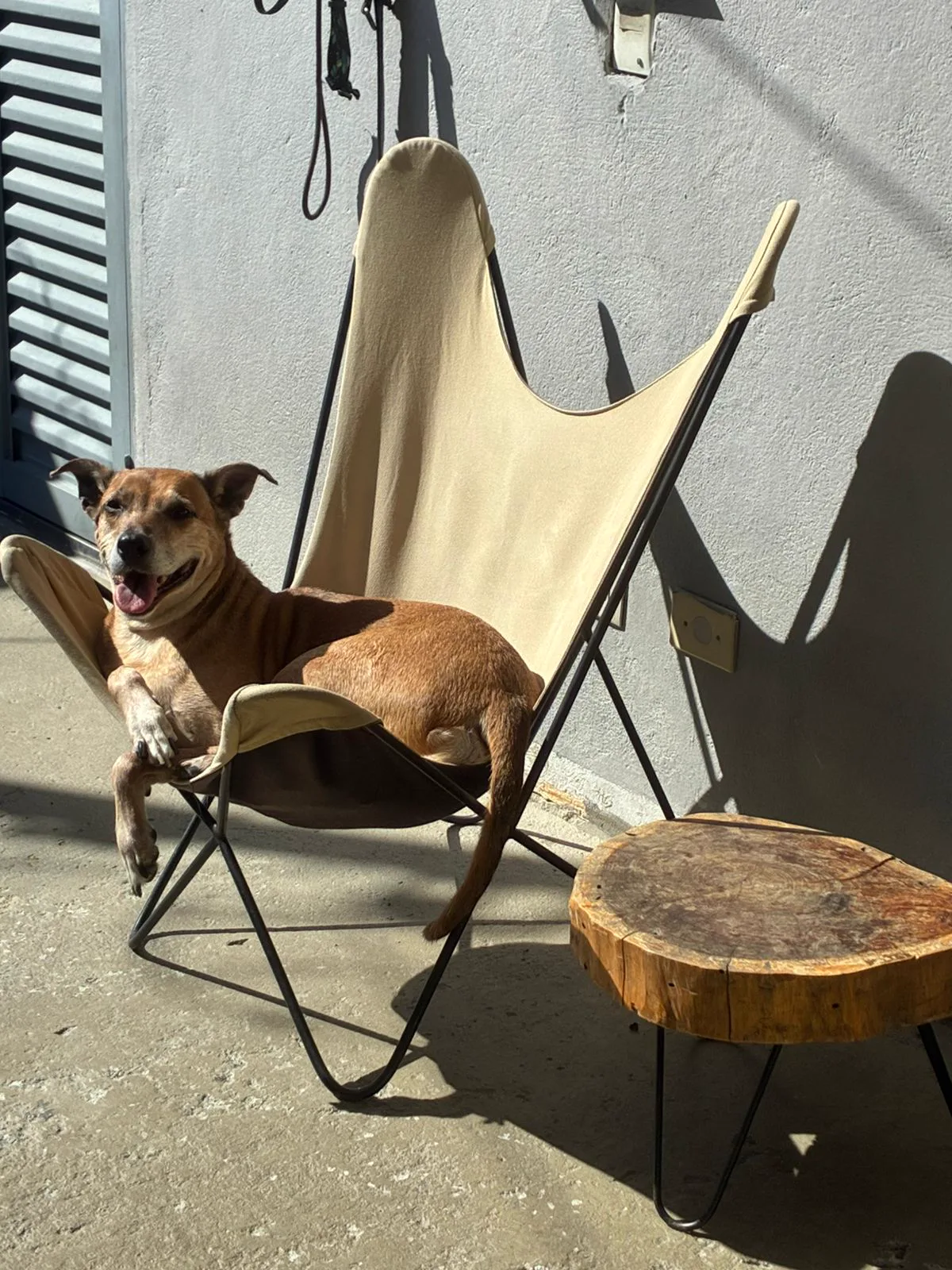 Espaço de convivência e socialização supervisionada entre os cães hóspedes