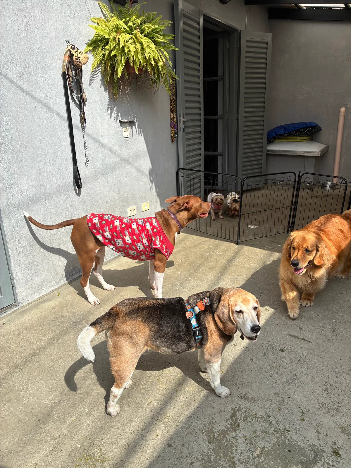 Área de convivência do BullDog Hotel com pets socializando ao ar livre