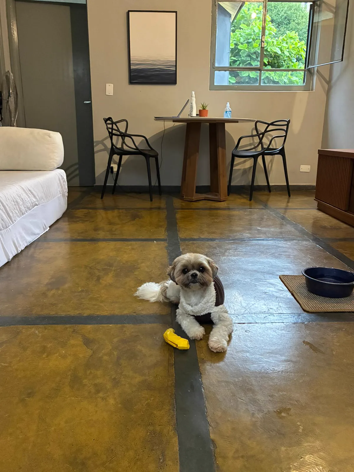 Suite premium do BullDog Hotel preparada para a hospedagem de cães com conforto e segurança