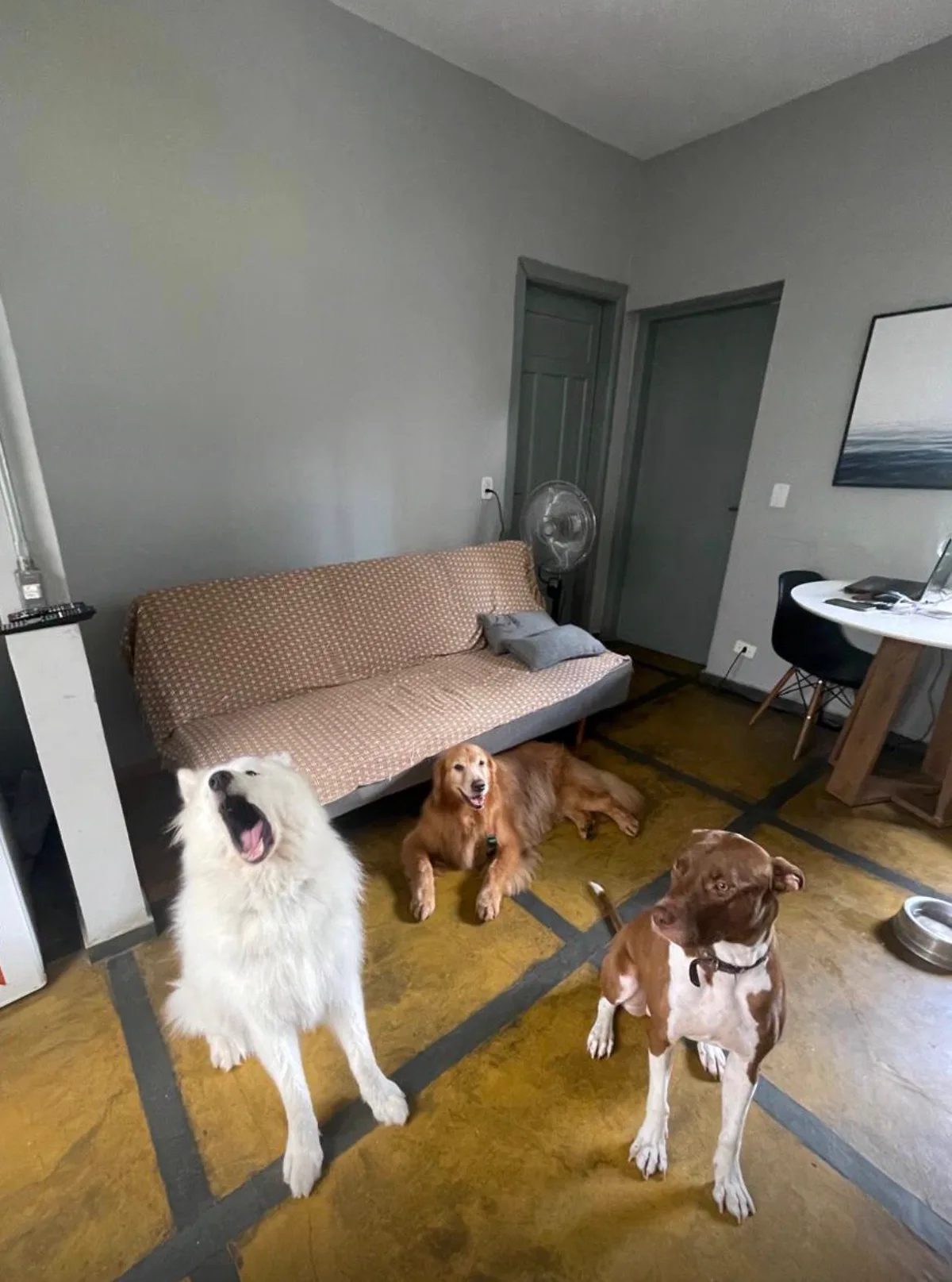 Sala interna do BullDog Hotel com pets convivendo em ambiente aconchegante